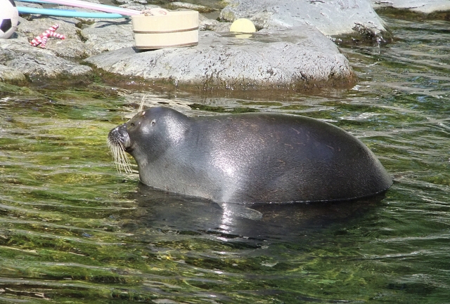 箱根園水族館の写真 