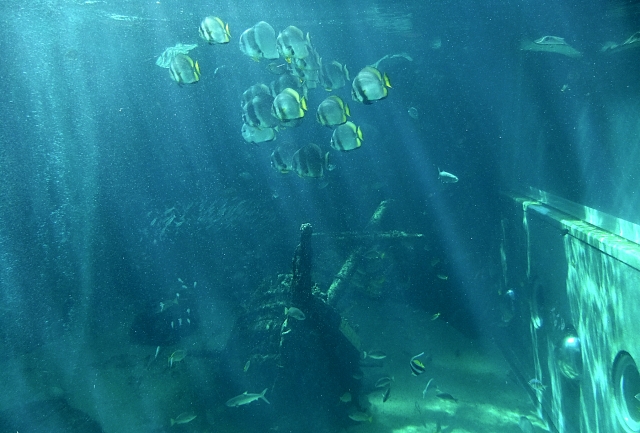 箱根園水族館の写真 