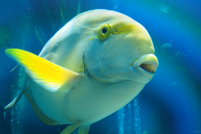 箱根園水族館の写真 