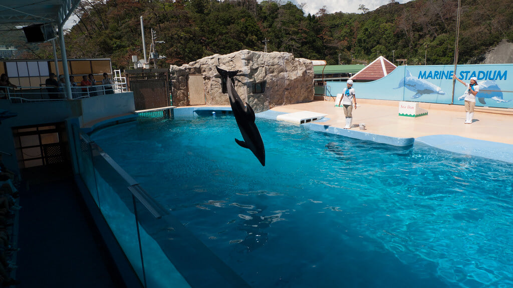 下田海中水族館の写真 ©Mayuki(CC BY 2.0)