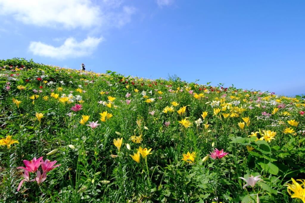 オーンズ春香山ゆり園の写真 ©t-konno(CC BY-SA 3.0)