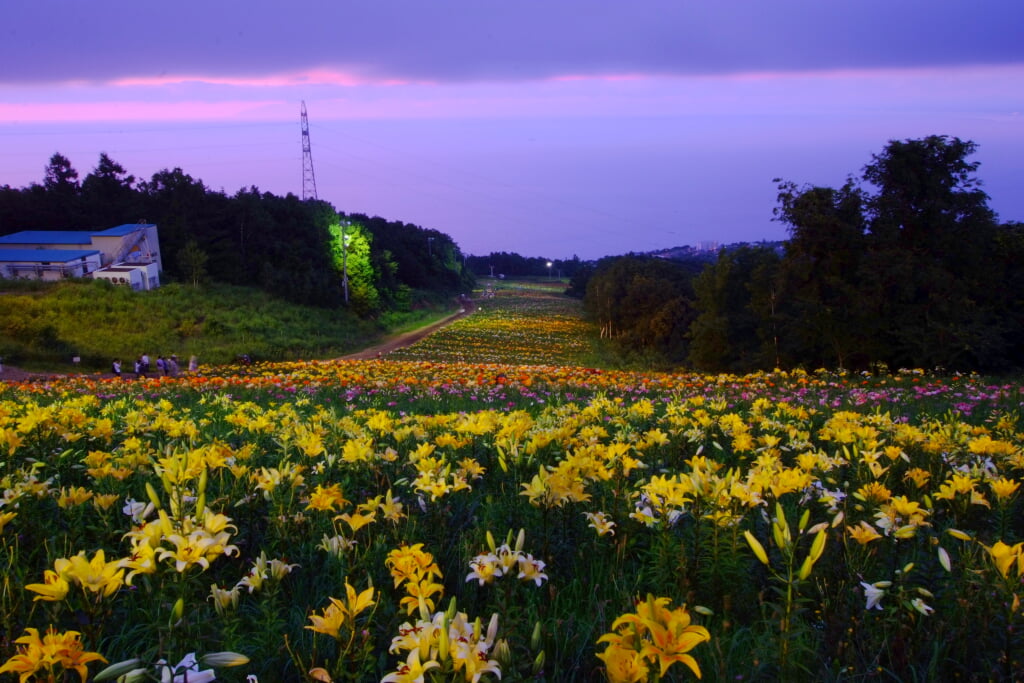 オーンズ春香山ゆり園の写真 ©t-konno(CC BY-SA 3.0)