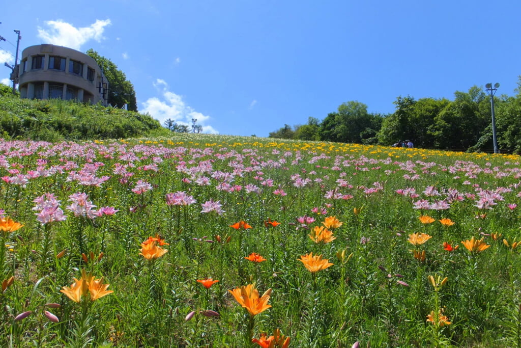 オーンズ春香山ゆり園の写真 ©t-konno(CC BY-SA 3.0)