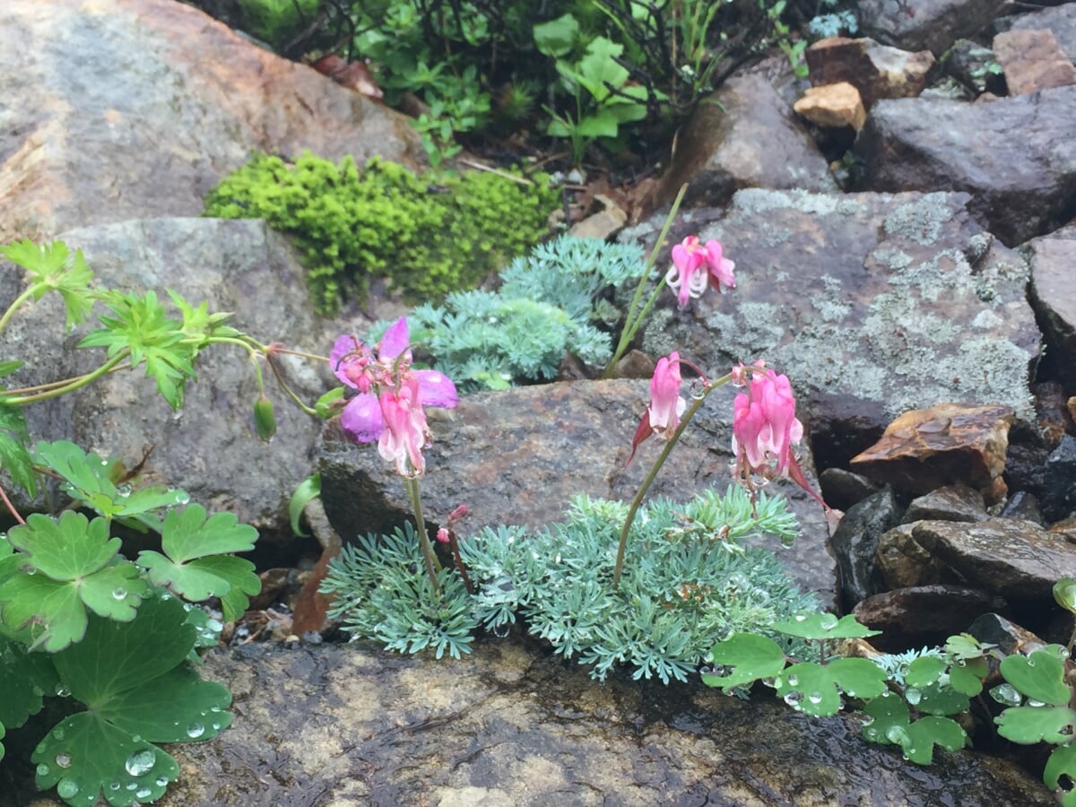 白馬五竜高山植物園の写真 