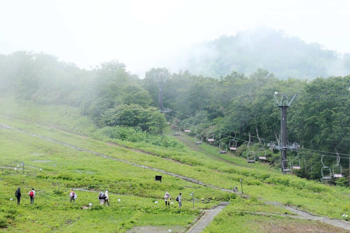 白馬五竜高山植物園の写真 