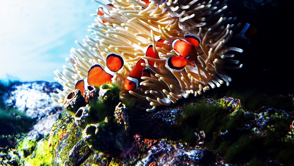 新さっぽろサンピアザ水族館の写真 