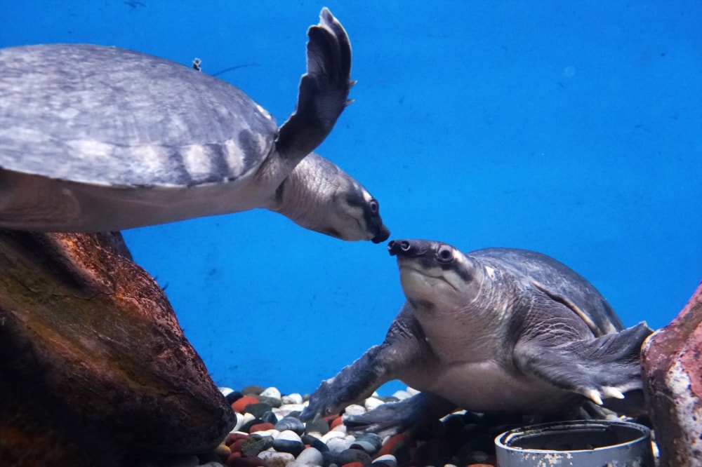 新さっぽろサンピアザ水族館の写真 