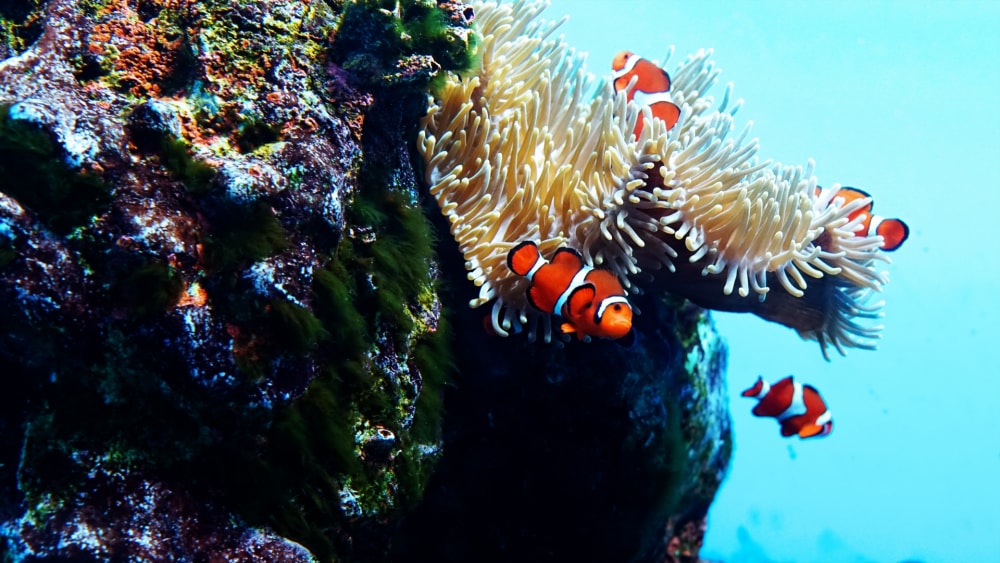 新さっぽろサンピアザ水族館の写真 