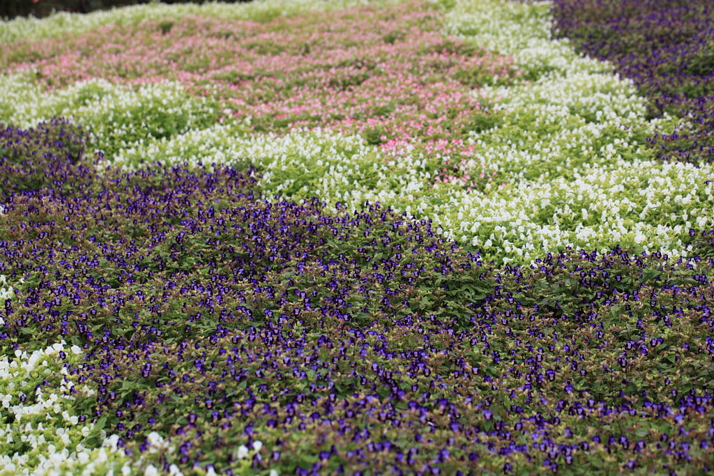 とちぎ花センターの写真 ©TANAKA Juuyoh (田中十洋)(CC BY 2.0)