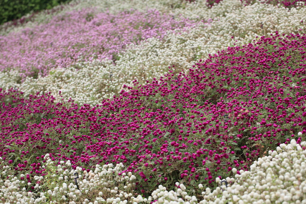 とちぎ花センターの写真 ©TANAKA Juuyoh (田中十洋)(CC BY 2.0)