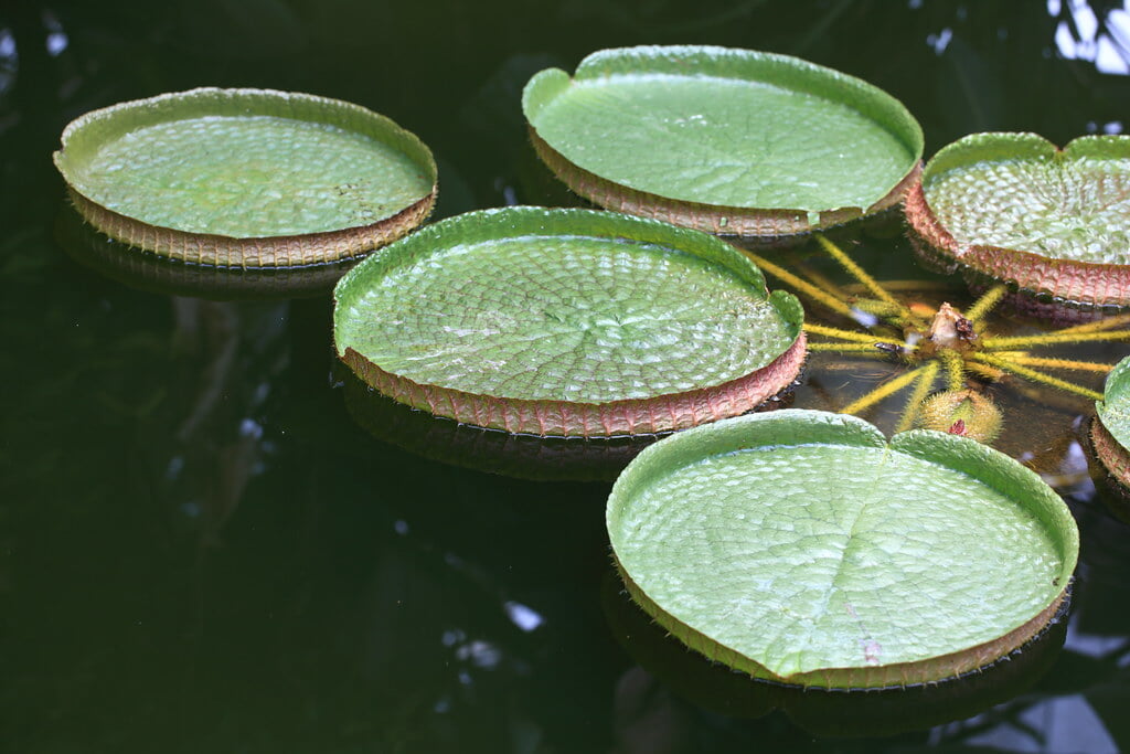 とちぎ花センターの写真 ©TANAKA Juuyoh (田中十洋)(CC BY 2.0)