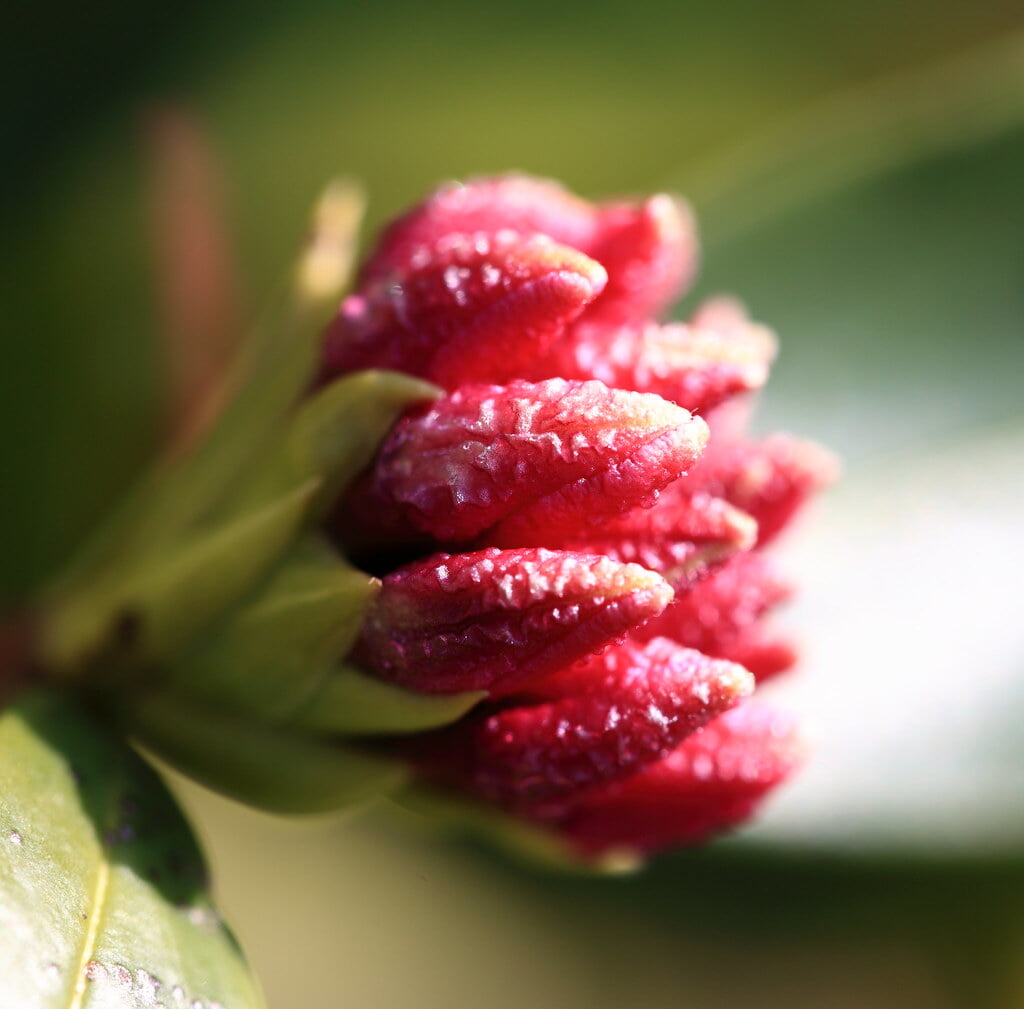 花野辺の里の写真 ©TANAKA Juuyoh (田中十洋)(CC BY 2.0)