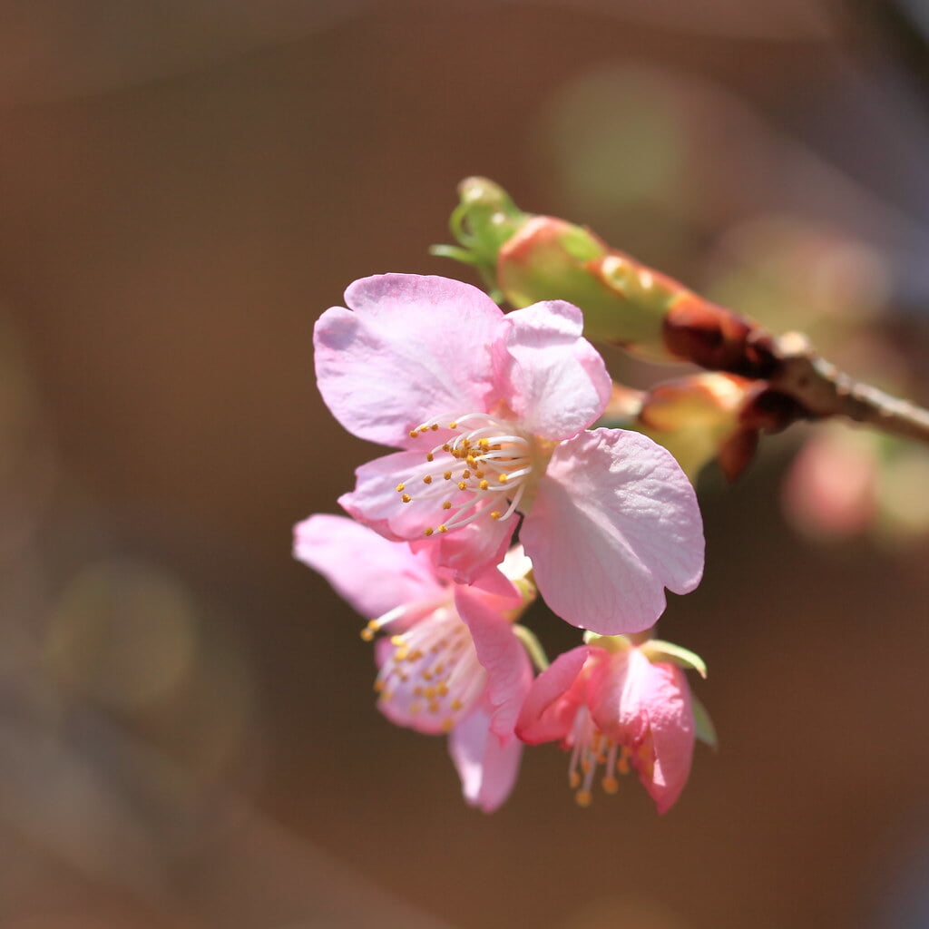 花野辺の里の写真 ©TANAKA Juuyoh (田中十洋)(CC BY 2.0)