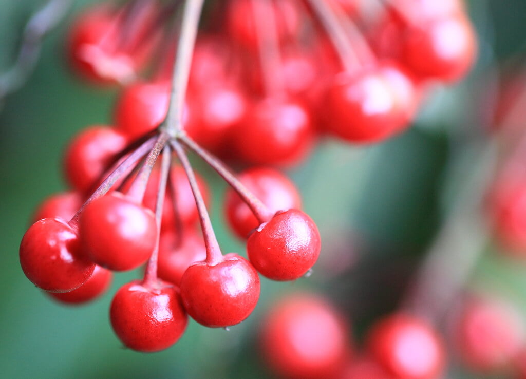 花野辺の里の写真 ©TANAKA Juuyoh (田中十洋)(CC BY 2.0)