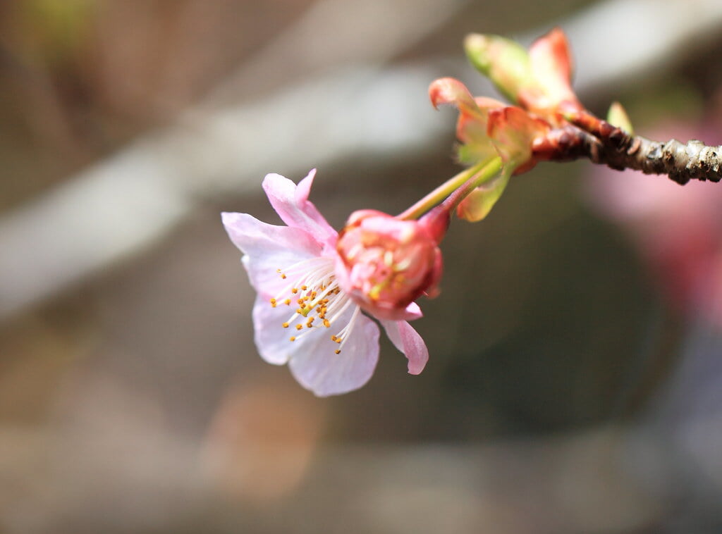 花野辺の里の写真 ©TANAKA Juuyoh (田中十洋)(CC BY 2.0)