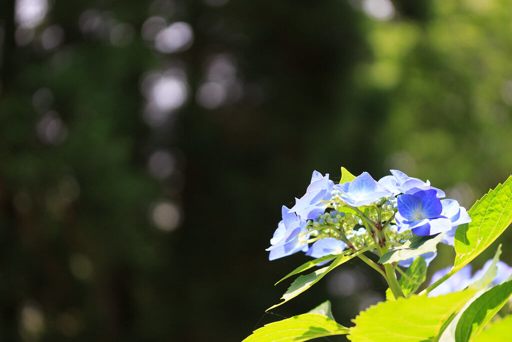 花野辺の里の写真 ©t.kunikuni(CC BY-SA 2.0)