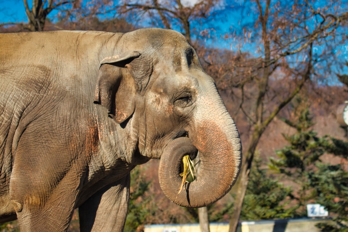 長野市茶臼山動物園の写真 