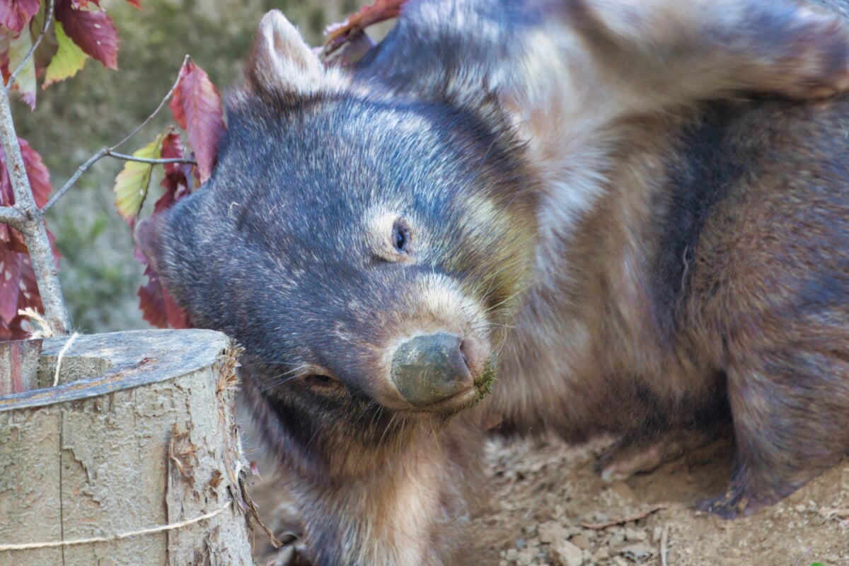 長野市茶臼山動物園の写真 