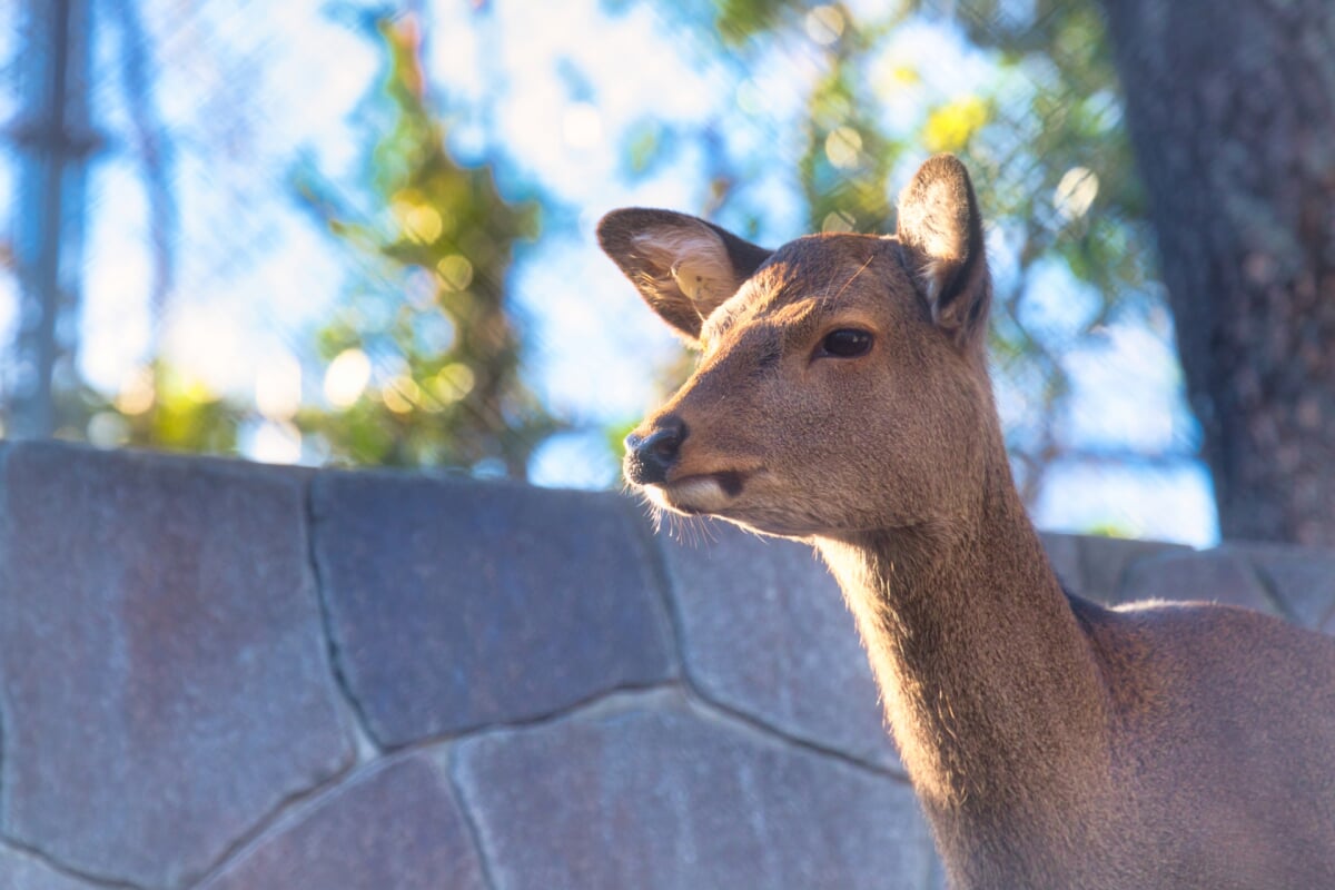 長野市茶臼山動物園の写真 