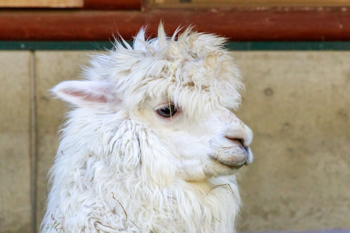 長野市茶臼山動物園の写真 