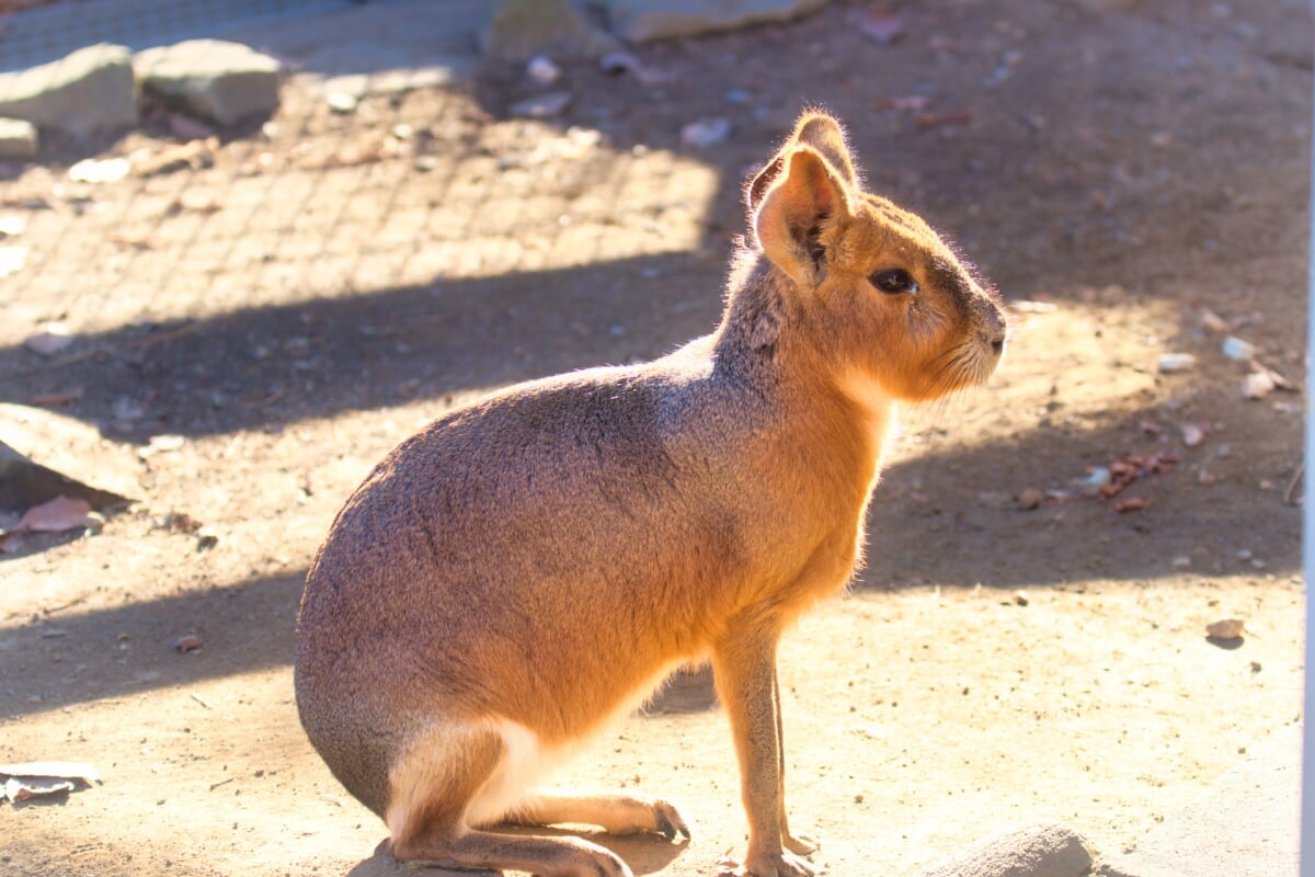 長野市茶臼山動物園の写真 