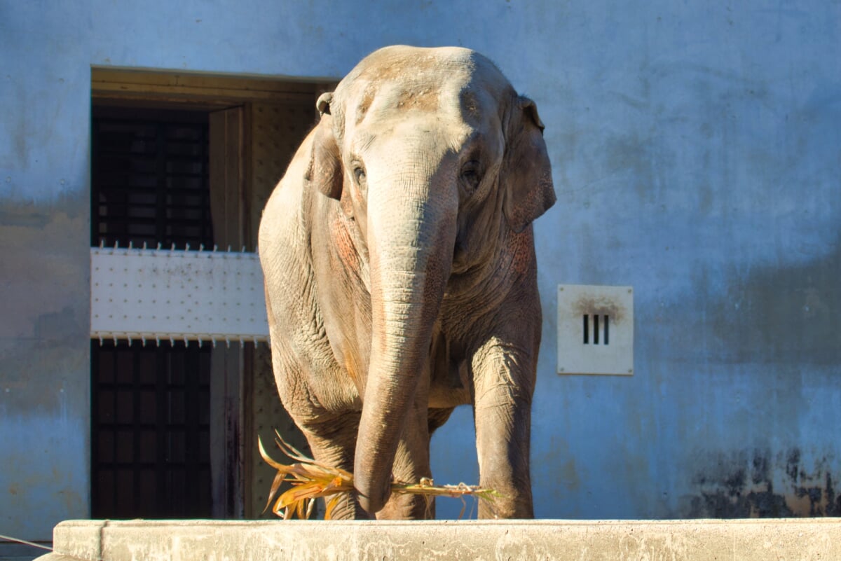 長野市茶臼山動物園の写真 