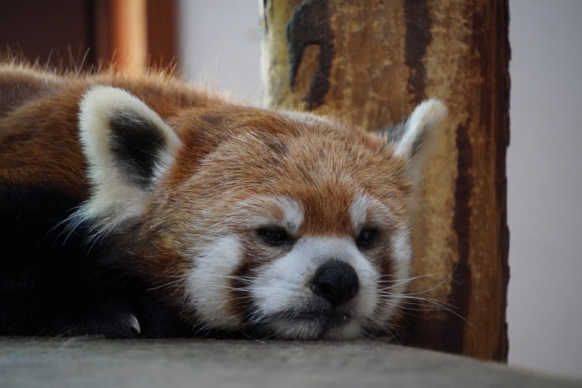 長野市茶臼山動物園の写真 