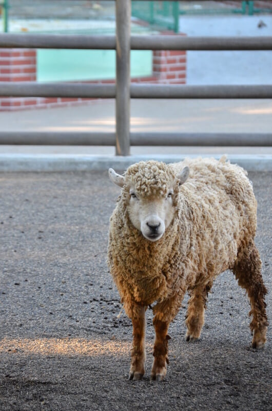 静岡市立日本平動物園の写真 ©tsukunepapa(CC BY 2.0)