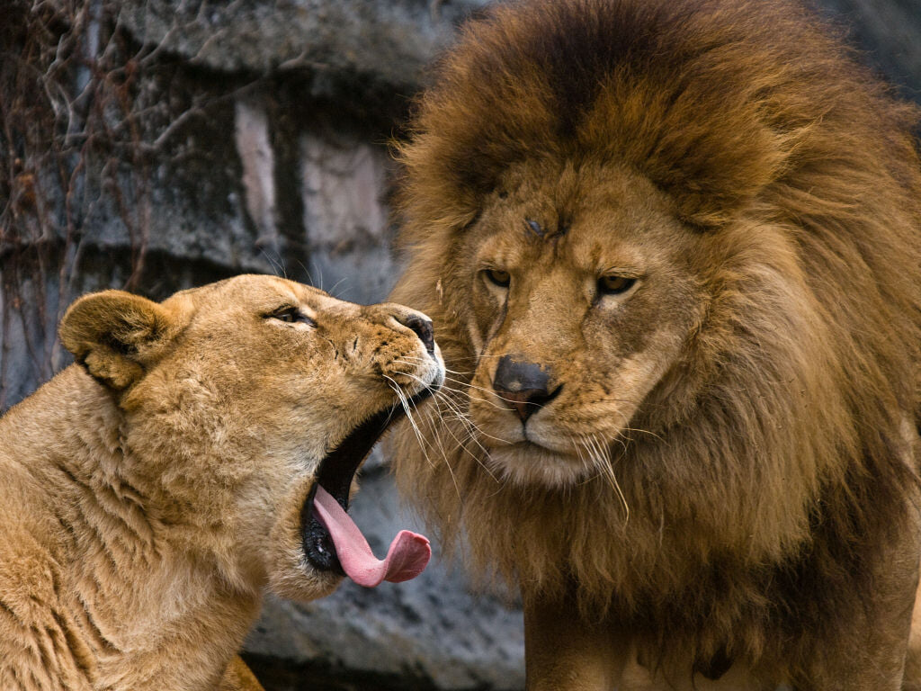 静岡市立日本平動物園の写真 ©suneko(CC BY-SA 2.0)