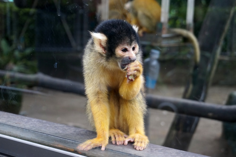 宮崎市フェニックス自然動物園の写真 