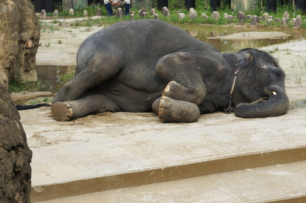 宮崎市フェニックス自然動物園の写真 