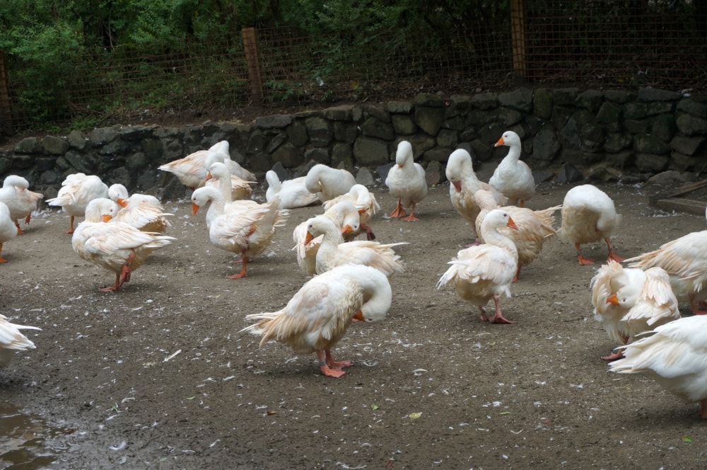 宮崎市フェニックス自然動物園の写真 