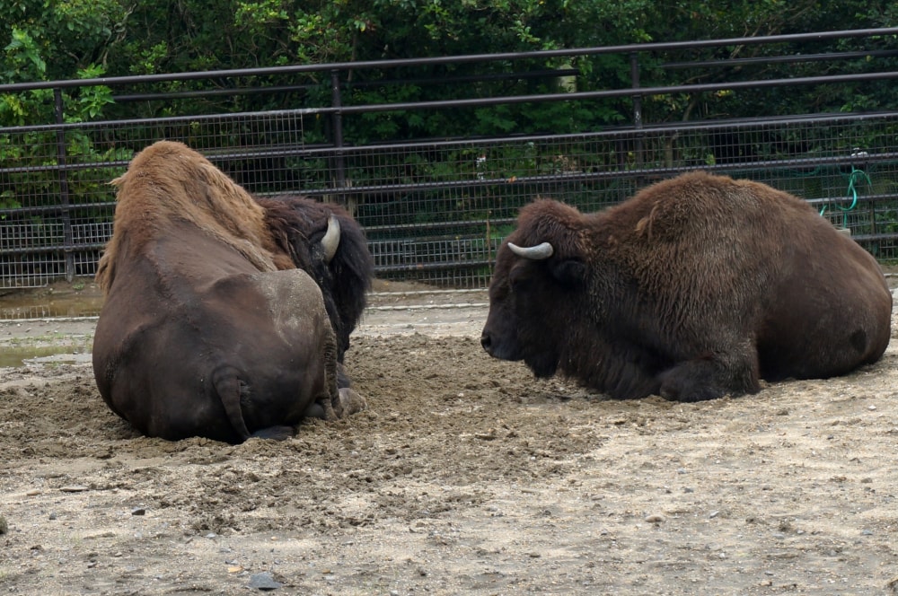 宮崎市フェニックス自然動物園の写真 