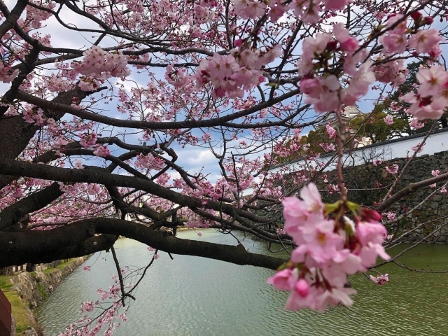 岸和田城の写真 