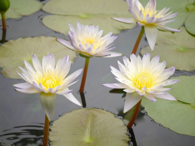 咲くやこの花館の写真 