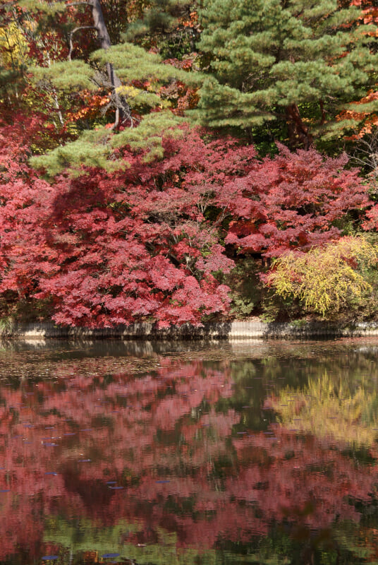 神戸市立森林植物園の写真 ©663highland(CC-BY-SA-3.0)