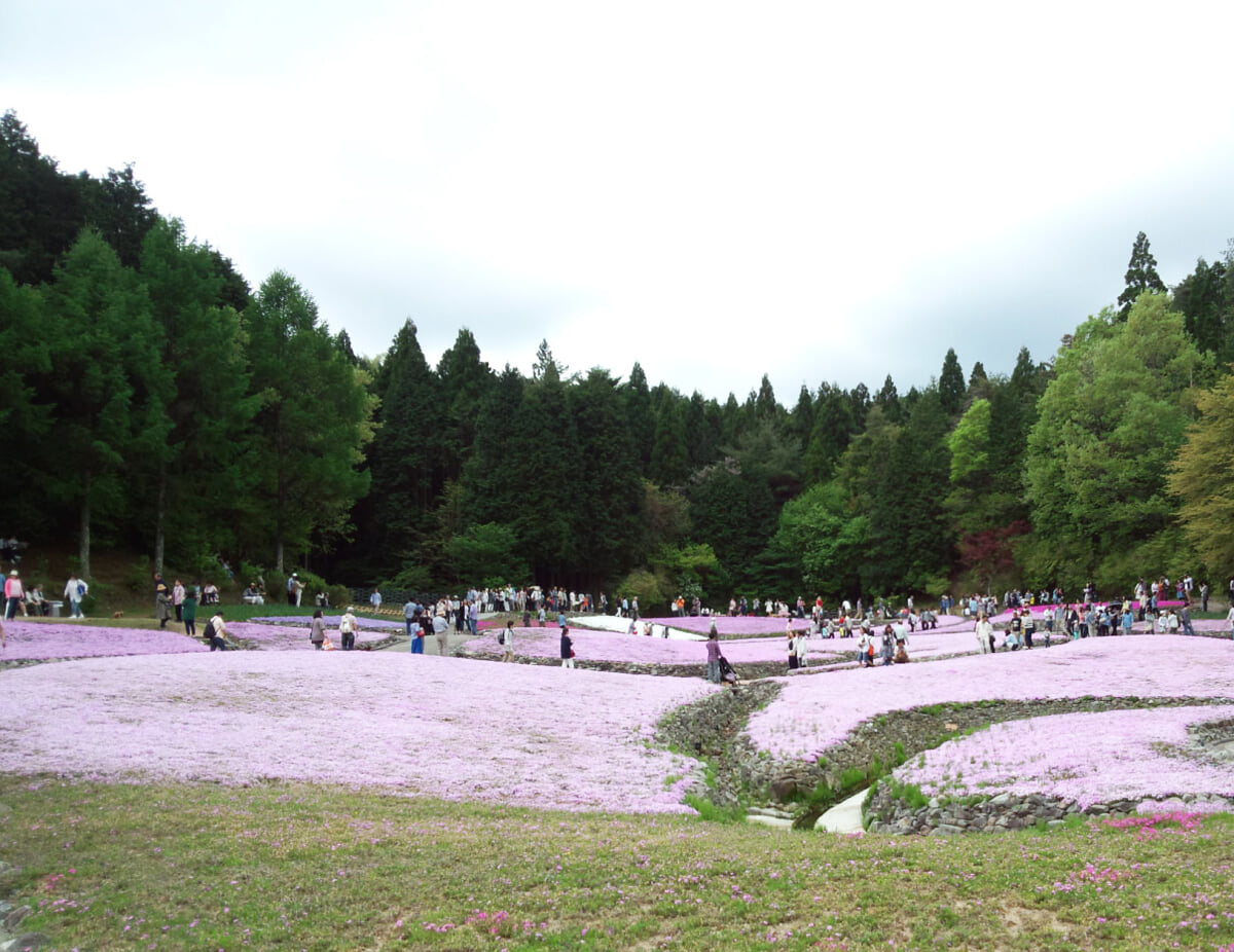 花のじゅうたんの写真 