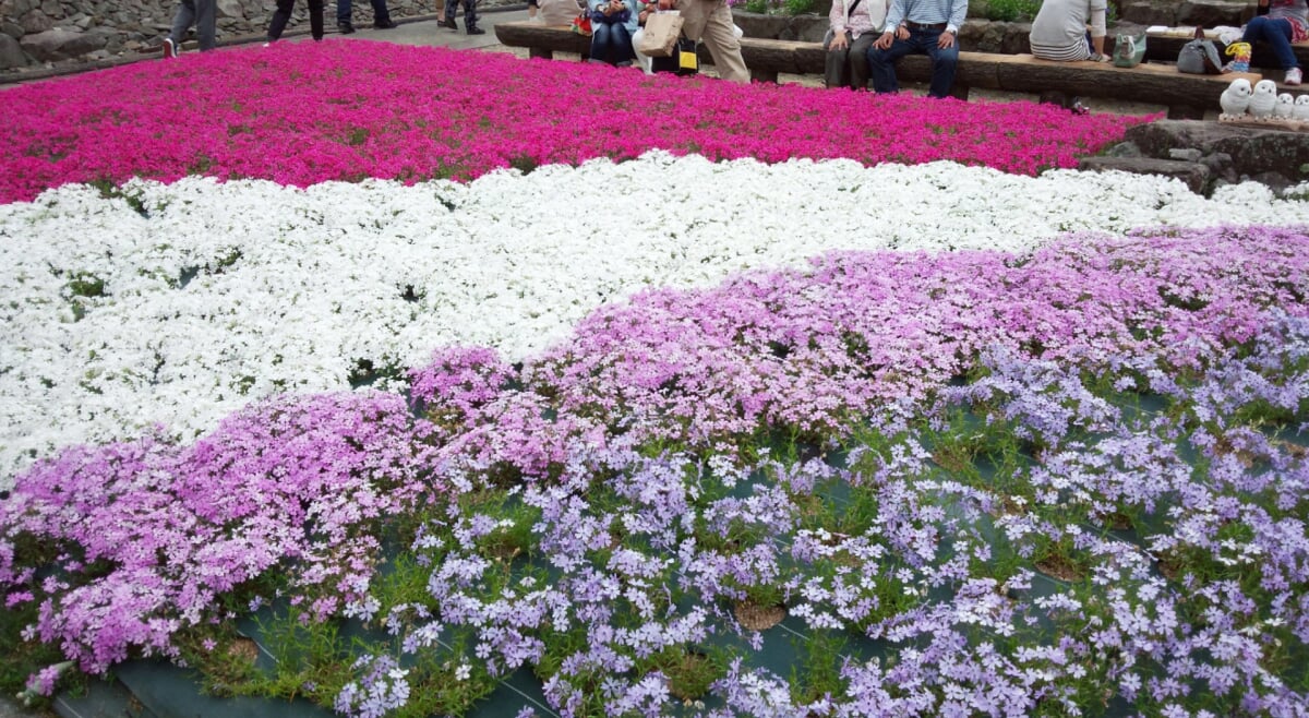 花のじゅうたんの写真 