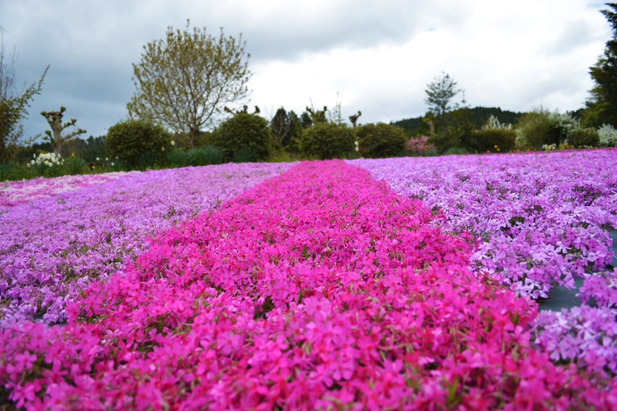 花のじゅうたんの写真 