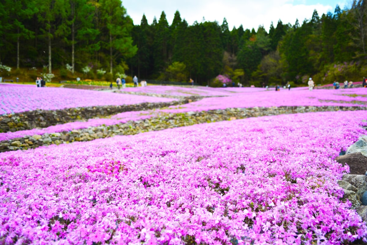 花のじゅうたんの写真 