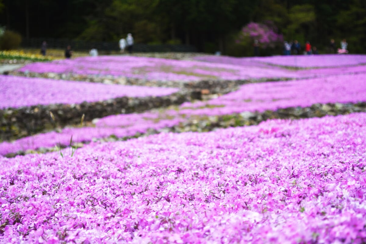 花のじゅうたんの写真 