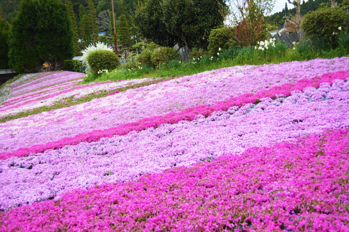 花のじゅうたんの写真 