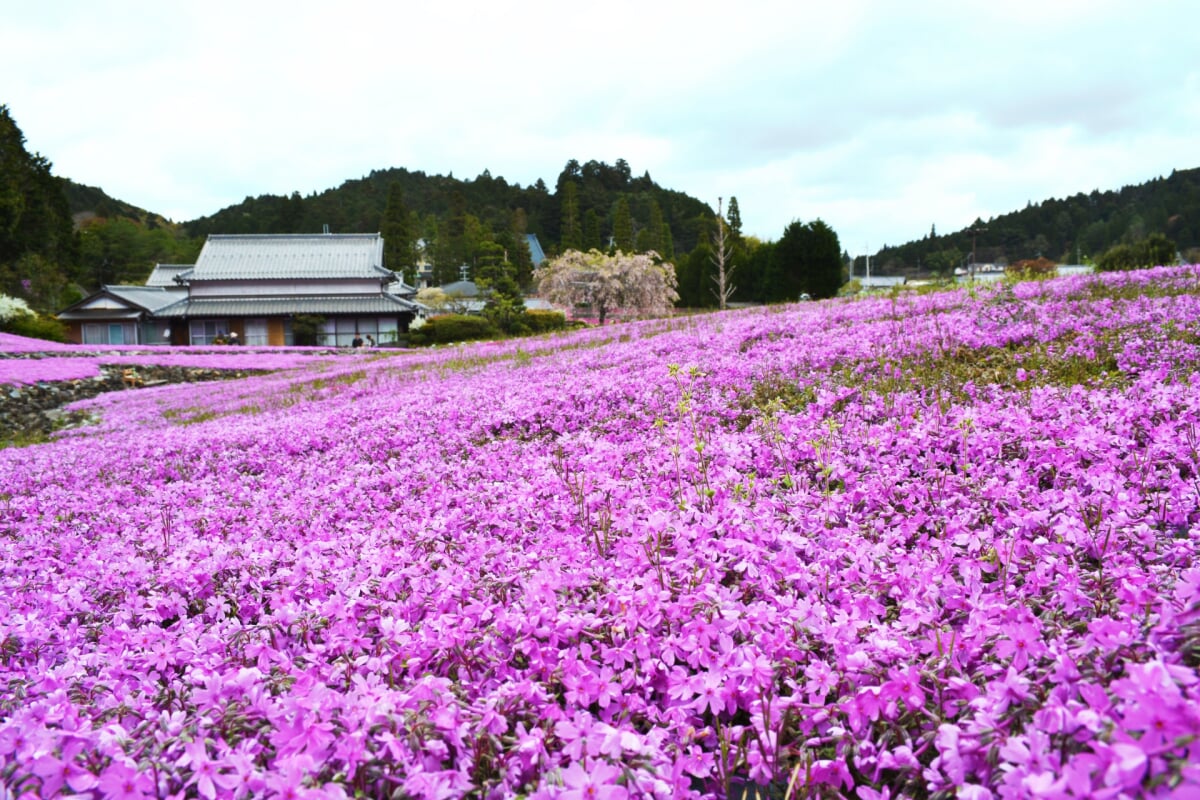 花のじゅうたんの写真 