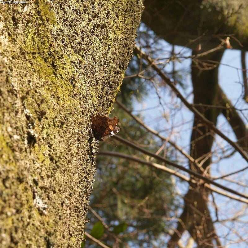 播州清水寺の写真 ©Daiju(CC BY-SA 2.5)