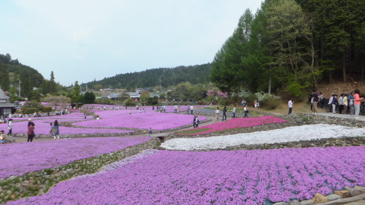 永沢寺花しょうぶ園・ぼたん園の写真 ©Mti(CC BY-SA 3.0)