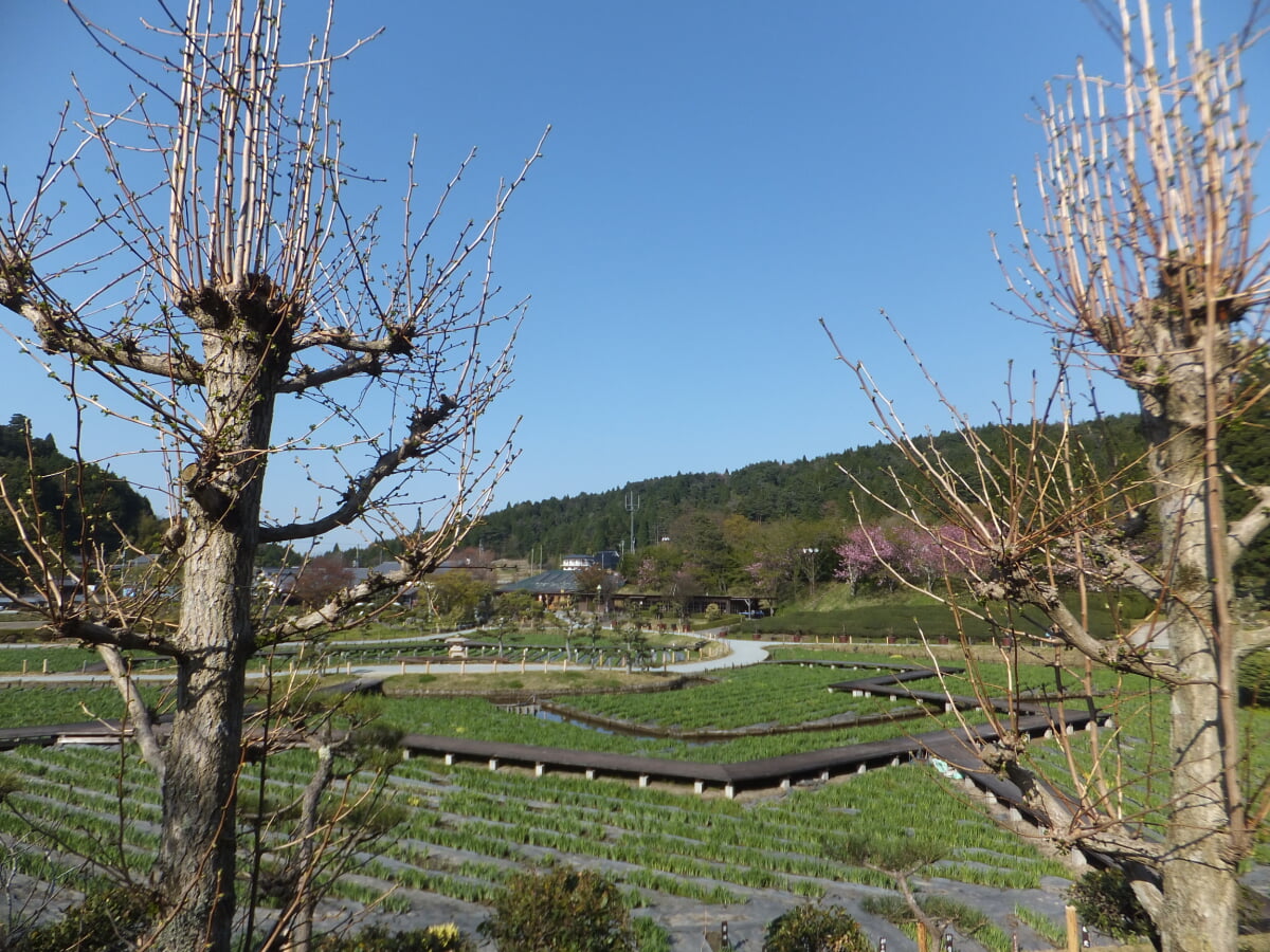 永沢寺 花菖蒲園の写真 ©Mti(CC BY-SA 3.0)