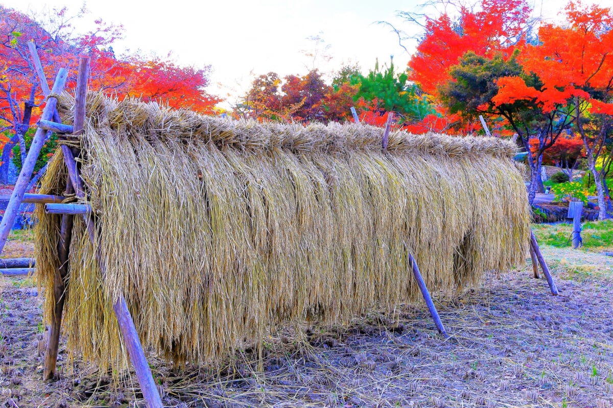 天守閣自然公園 小屋館跡庭園の写真 