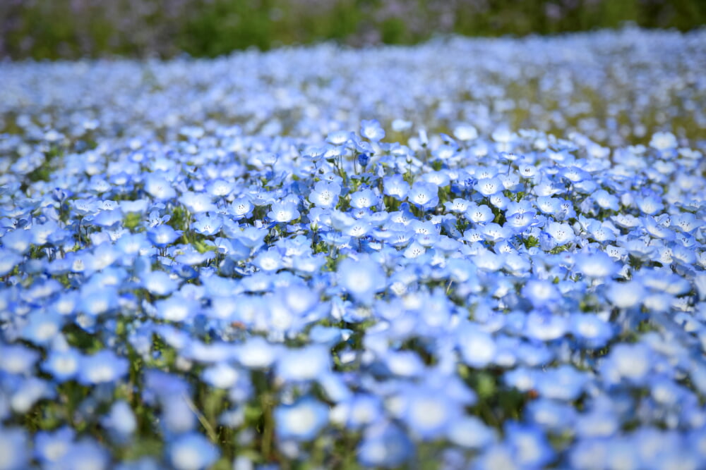 東武トレジャーガーデンの写真 ©Raita Futo from Tokyo, Japan(CC BY 2.0)