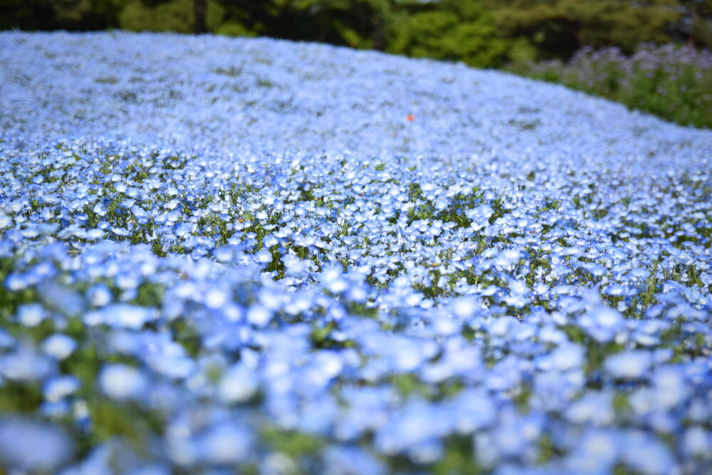 東武トレジャーガーデンの写真 ©Raita Futo from Tokyo, Japan(CC BY 2.0)