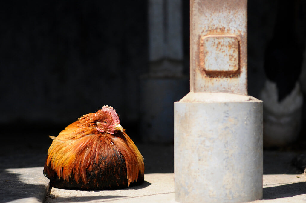 滝沢牧場の写真 ©BONGURI(CC BY-ND 2.0)